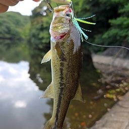 ブラックバス