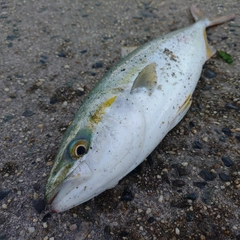 イナダの釣果