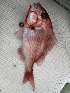 ブリの釣果