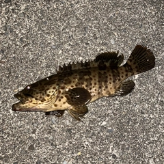 チャイロマルハタの釣果