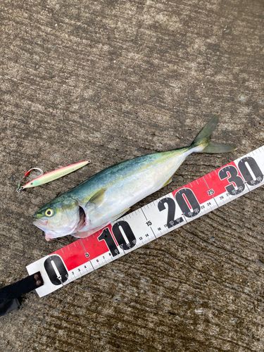 ワカシの釣果