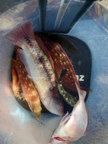 ベラの釣果