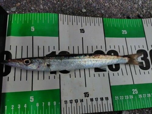 カマスの釣果