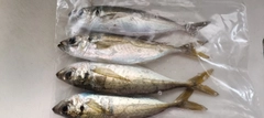 マアジの釣果