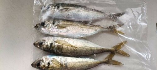 マアジの釣果