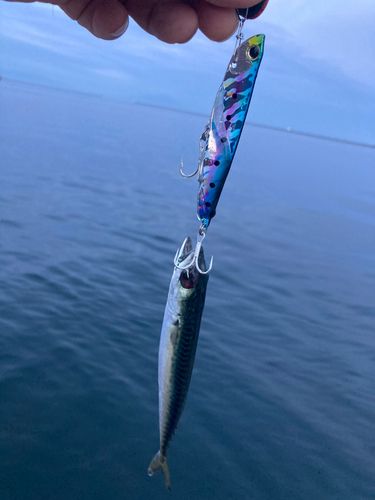 サバの釣果