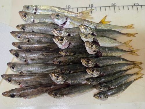 マアジの釣果