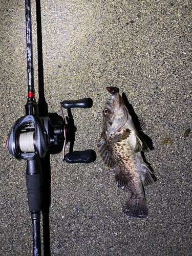 クロソイの釣果