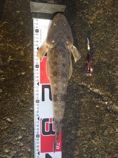 コチの釣果