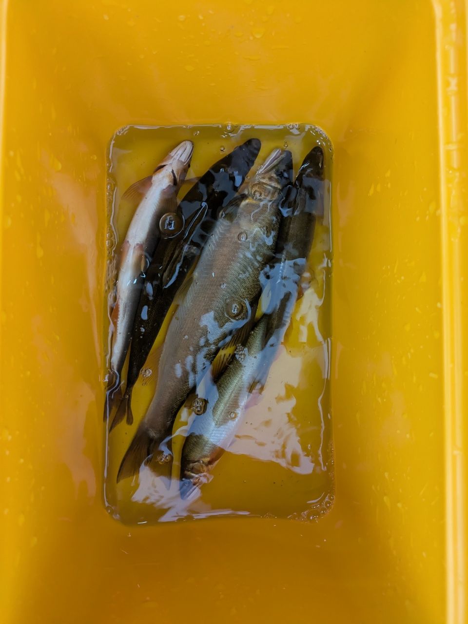 アユ