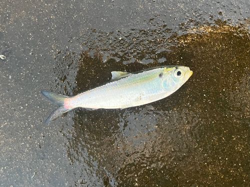 サッパの釣果