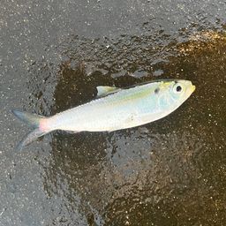 サッパ