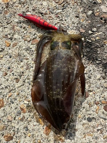 アオリイカの釣果