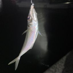 アジ