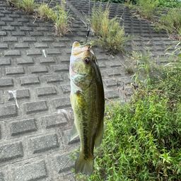 ラージマウスバス