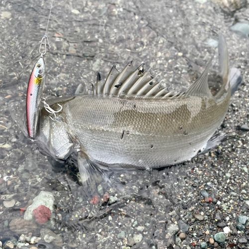 セイゴ（ヒラスズキ）の釣果