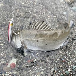 セイゴ（ヒラスズキ）