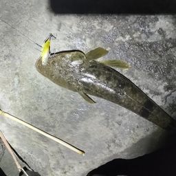 マゴチ
