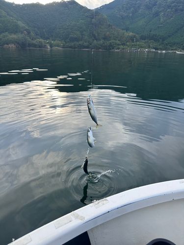 サバの釣果
