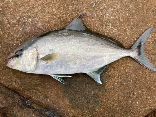ヒレナガカンパチの釣果