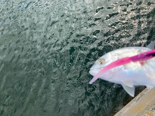 メッキの釣果