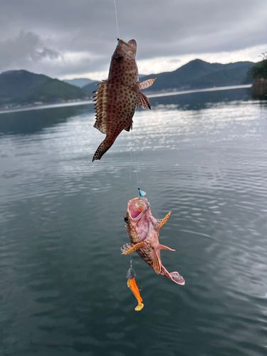 オオモンハタの釣果