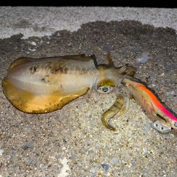 アオリイカ