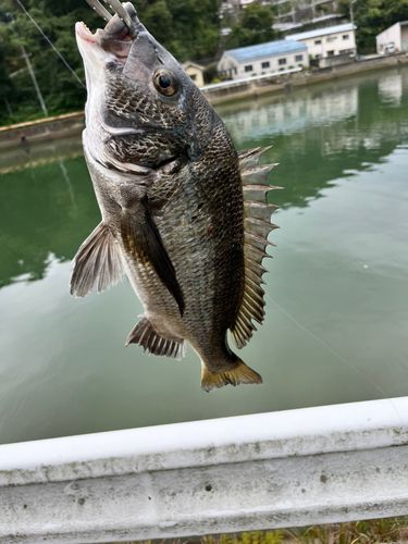 広島湾