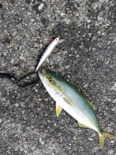 ツバスの釣果