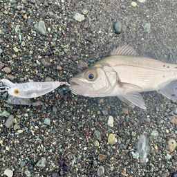 セイゴ（ヒラスズキ）