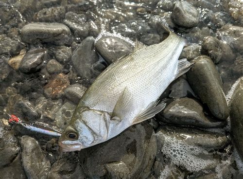 セイゴ（ヒラスズキ）の釣果