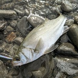 セイゴ（ヒラスズキ）