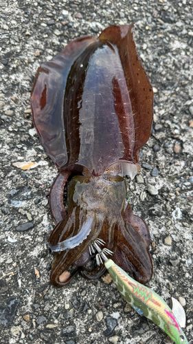 アオリイカの釣果