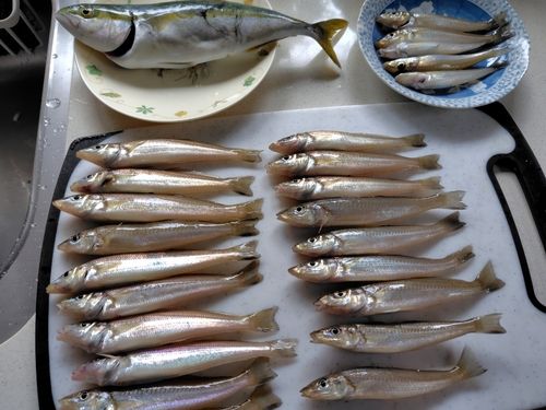 キスの釣果