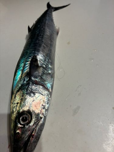 サゴシの釣果
