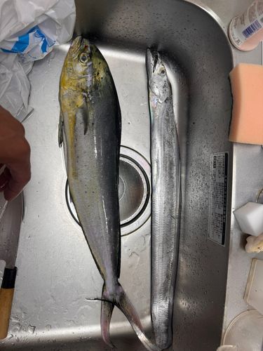 タチウオの釣果