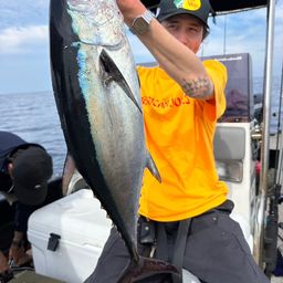 コシナガマグロ