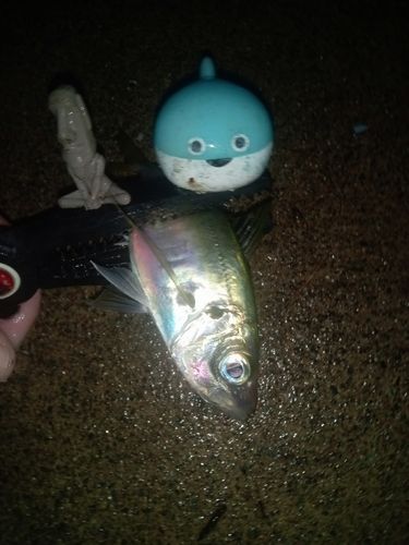 マアジの釣果