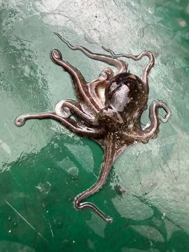 イイダコの釣果