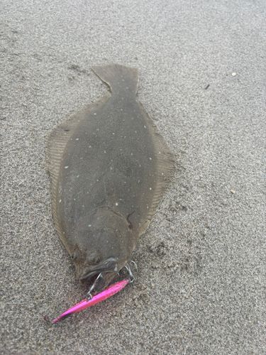 ソゲの釣果
