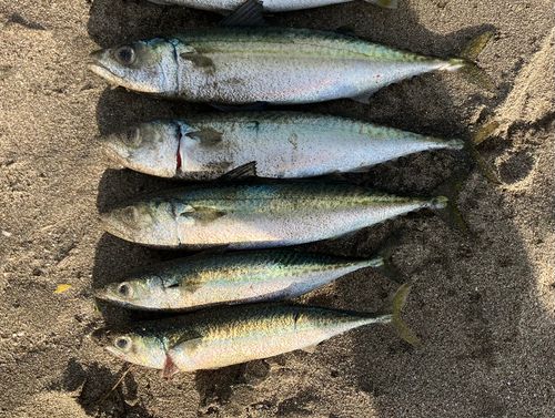 三浦海岸