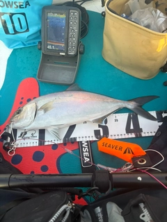ショゴの釣果