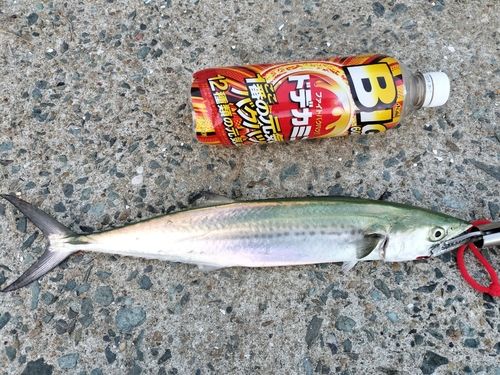 サゴシの釣果