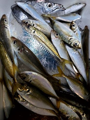 アジの釣果