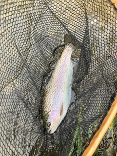 ニジマスの釣果