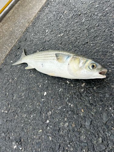 ボラの釣果