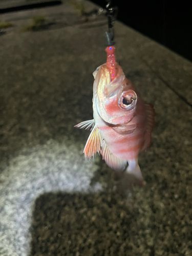 キントキダイの釣果