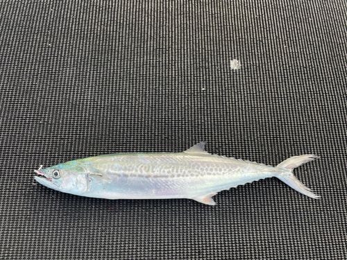 サゴシの釣果