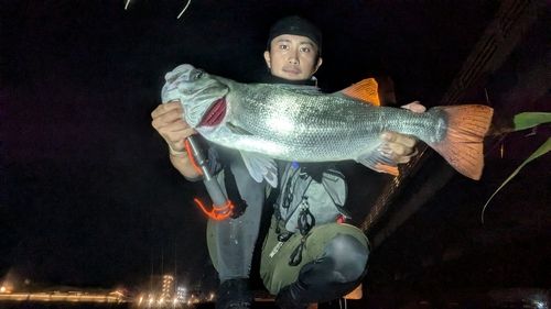 ヒラスズキの釣果