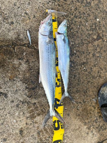 サゴシの釣果